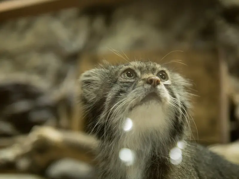 恩賜上野動物園のクリョンの写真