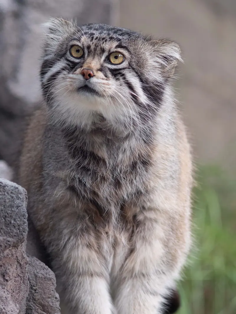 旭山動物園のグルーシャの写真