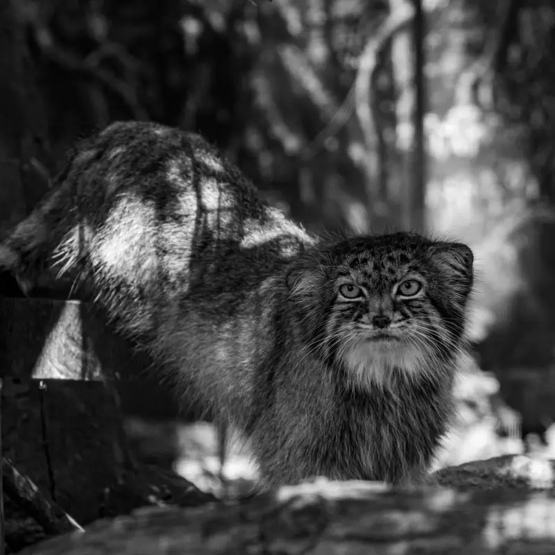 ポッター・パーク動物園のパジの写真