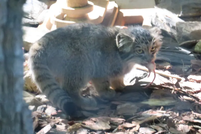 ブルノ動物園のマヌルネコの写真
