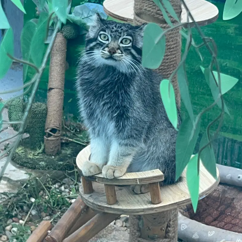 青海チベット高原野生動物園のスン・サンランの写真