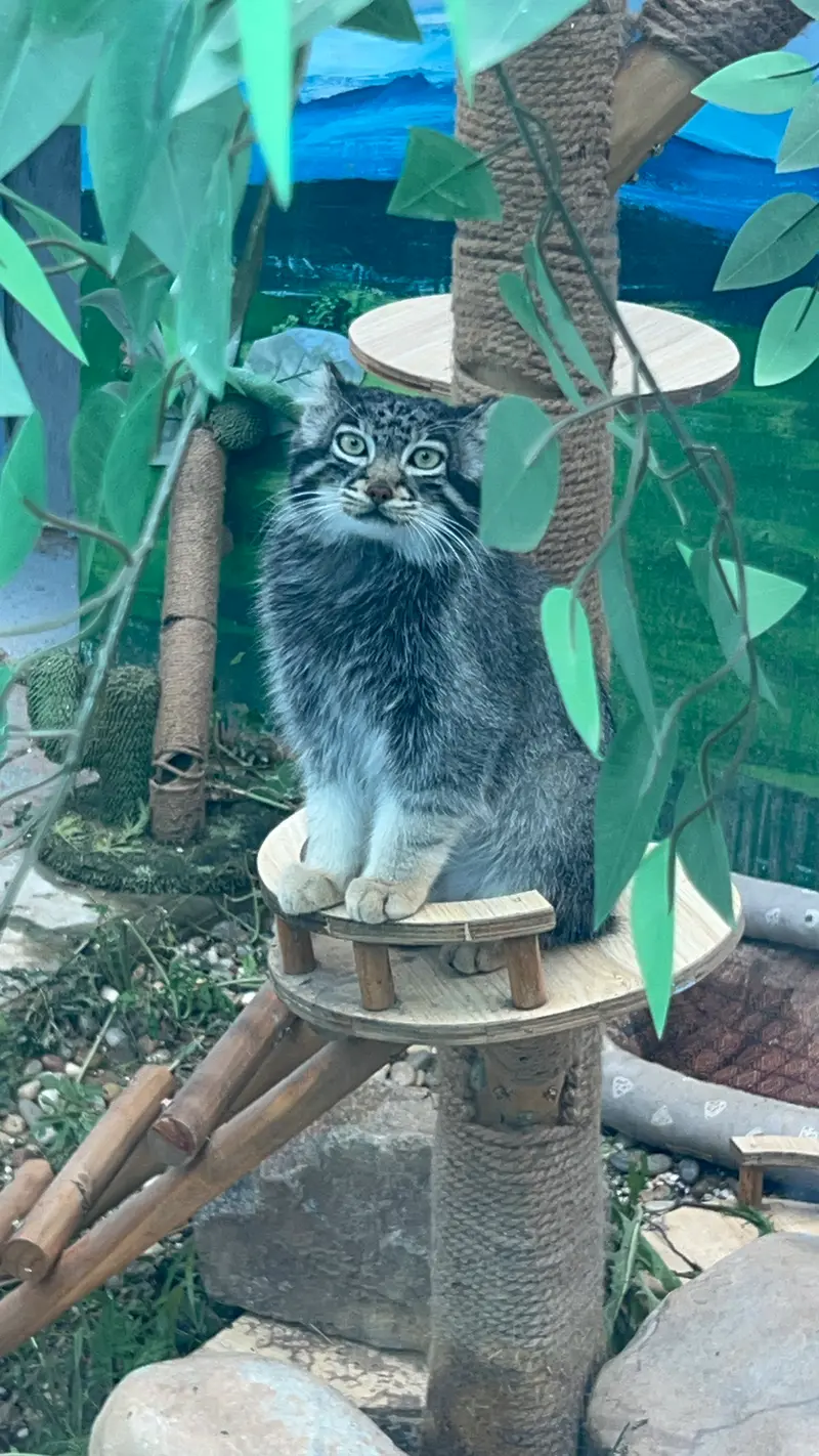 青海チベット高原野生動物園のスン・サンランの写真