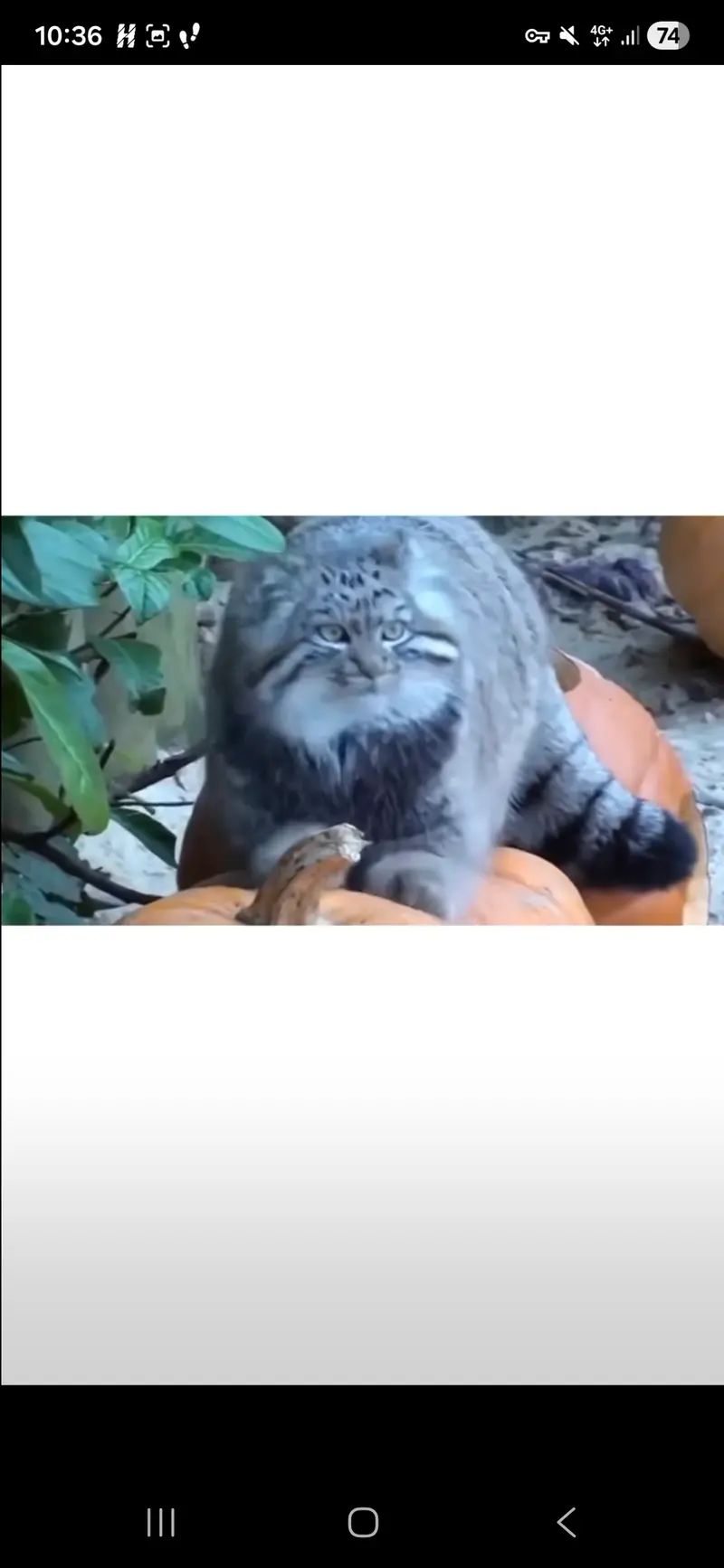 マヌルネコの写真