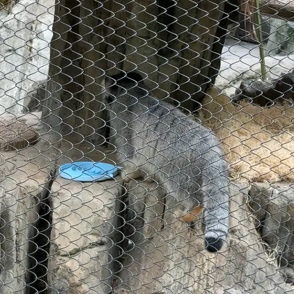 ウッドランド・パーク動物園のマヌルネコの写真