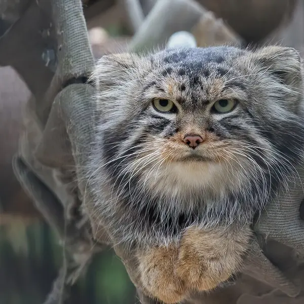 ノヴォシビルスク動物園のジョージの写真