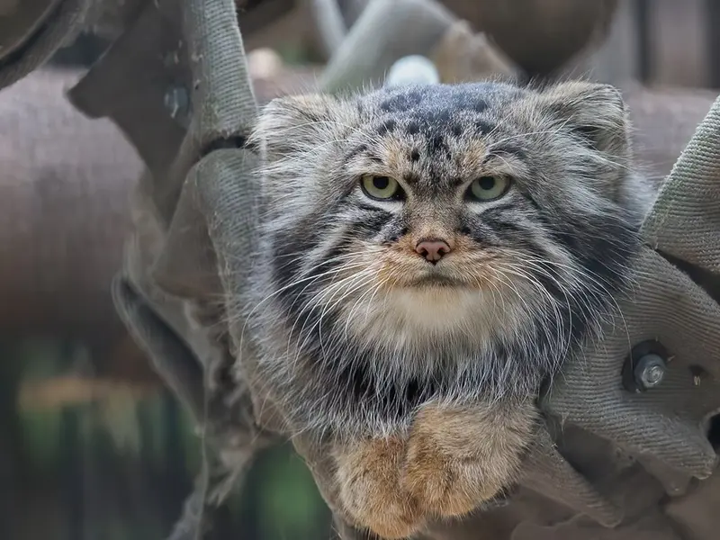 ノヴォシビルスク動物園のジョージの写真