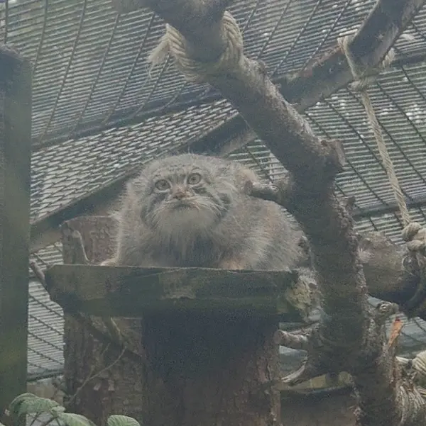 エディンバラ動物園のダッチェスの写真