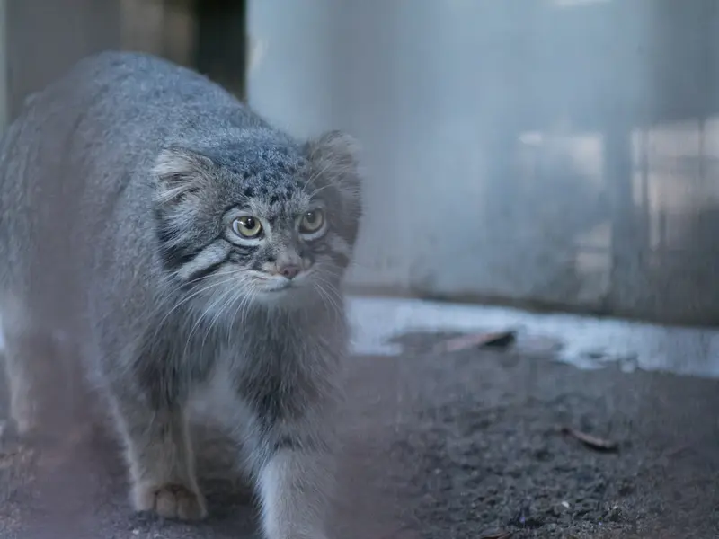 野毛山動物園のフィーガの写真