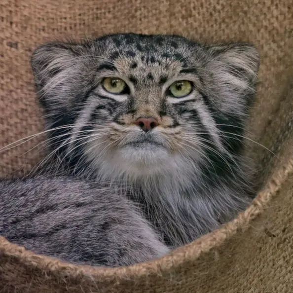 デッサウ動物園のディマの写真