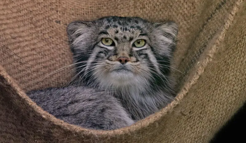 デッサウ動物園のディマの写真