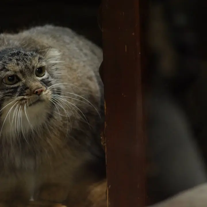 恩賜上野動物園のマヌルネコの写真