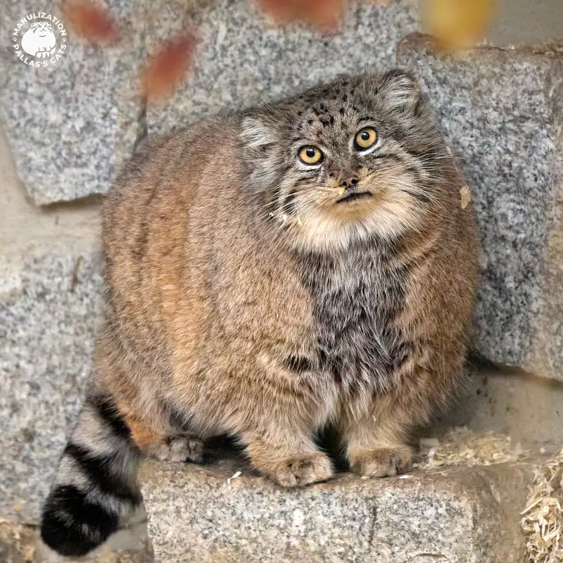 ケムニッツ動物園のペマの写真