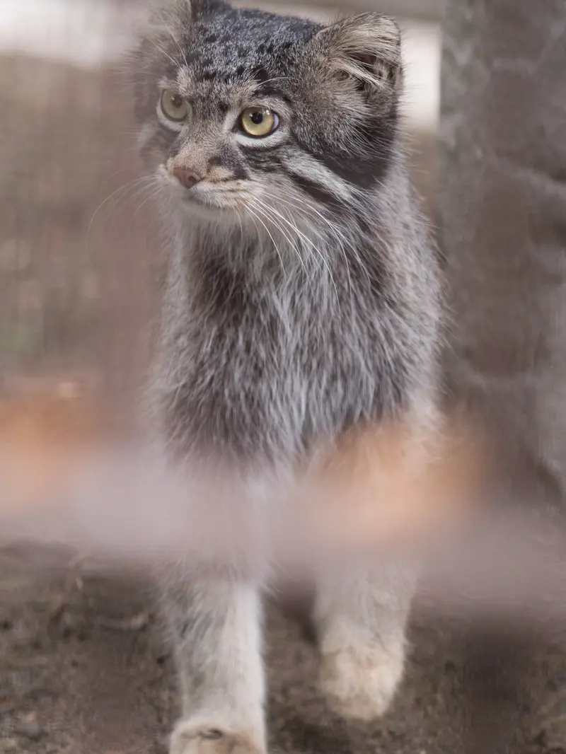 野毛山動物園のフィーガの写真