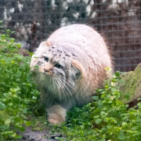 ブダペスト動物園＆植物園のルーシーの写真