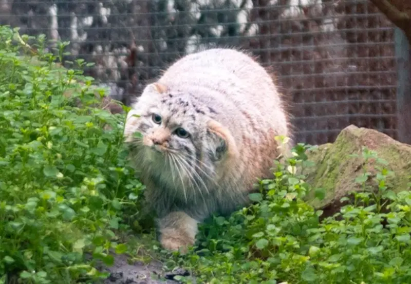 ブダペスト動物園・植物園のルーシーの写真