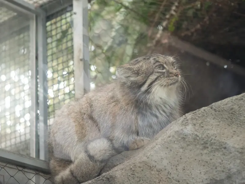 神戸どうぶつ王国のアズの写真