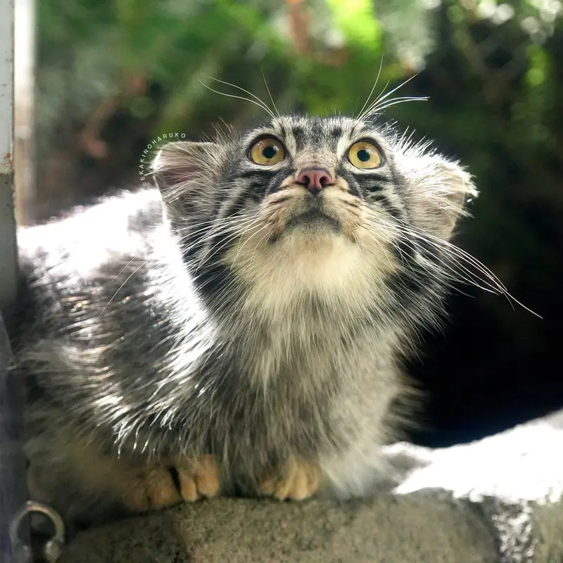 神戸どうぶつ王国のメイの写真