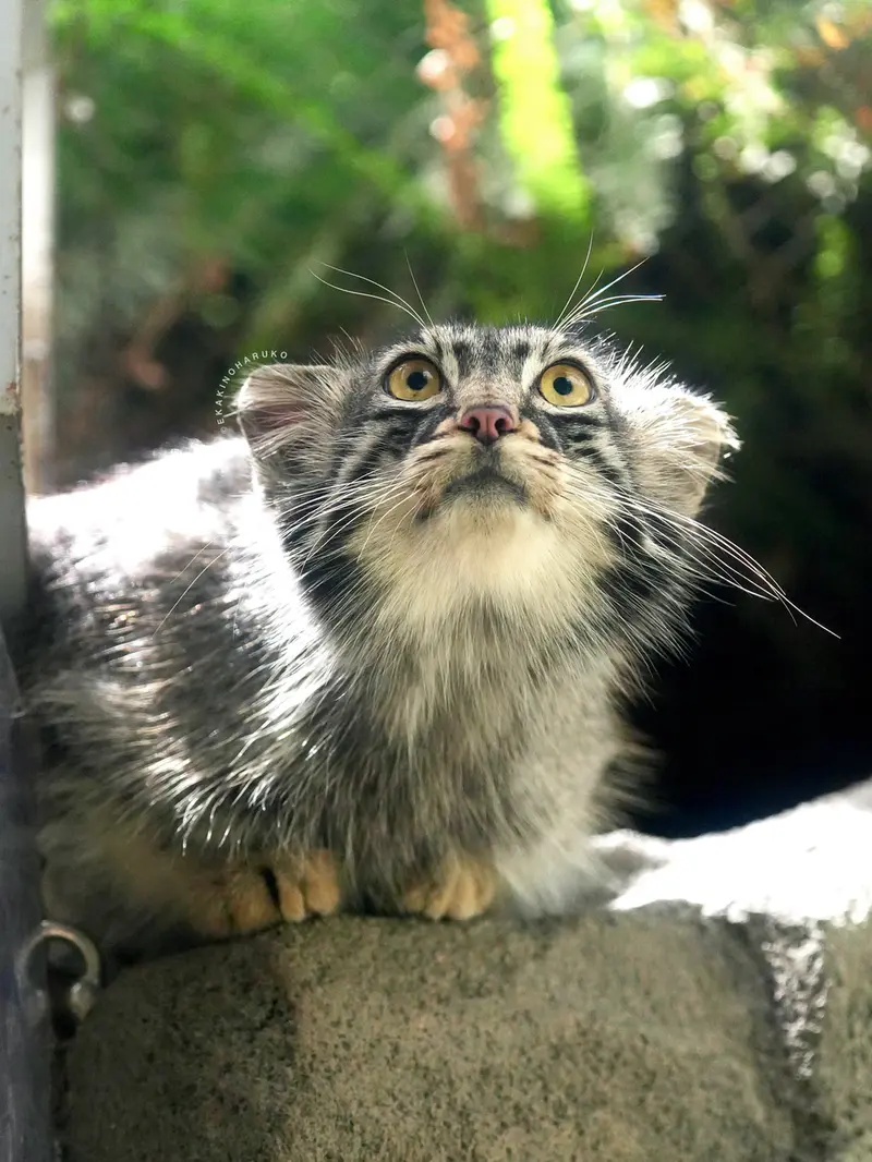 神戸どうぶつ王国のメイの写真