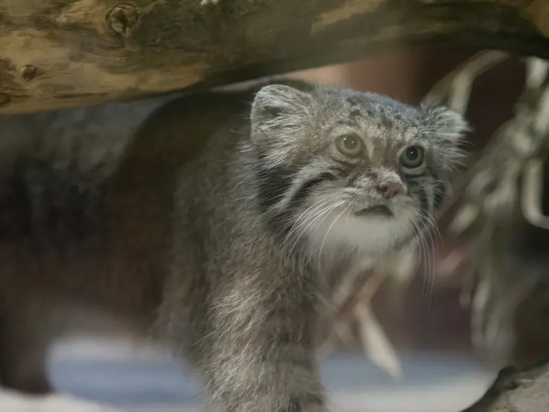 恩賜上野動物園のクリョンの写真