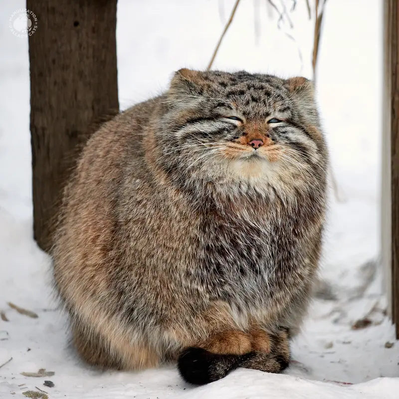 ノヴォシビルスク動物園のゾーシャの写真