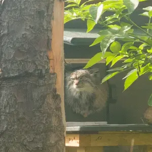 エディンバラ動物園のダッチェスの写真