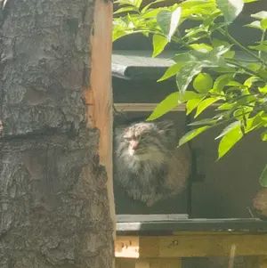 エディンバラ動物園のダッチェスの写真