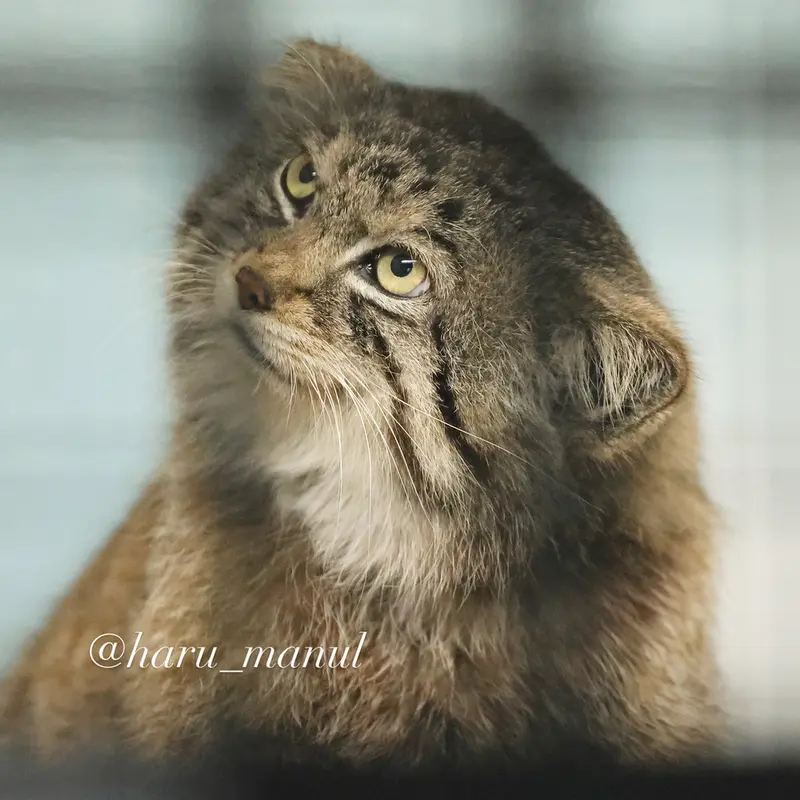 神戸市立王子動物園のイーリスの写真