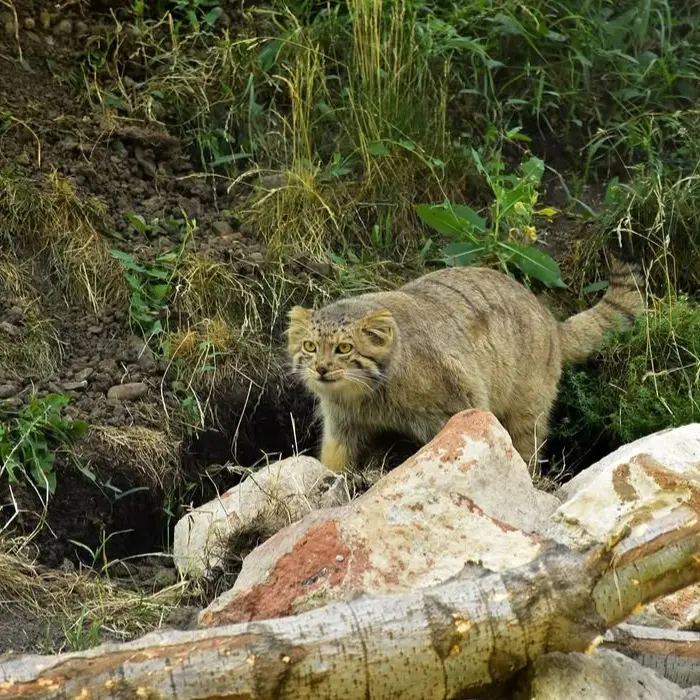 エレバン動物園のマノの写真