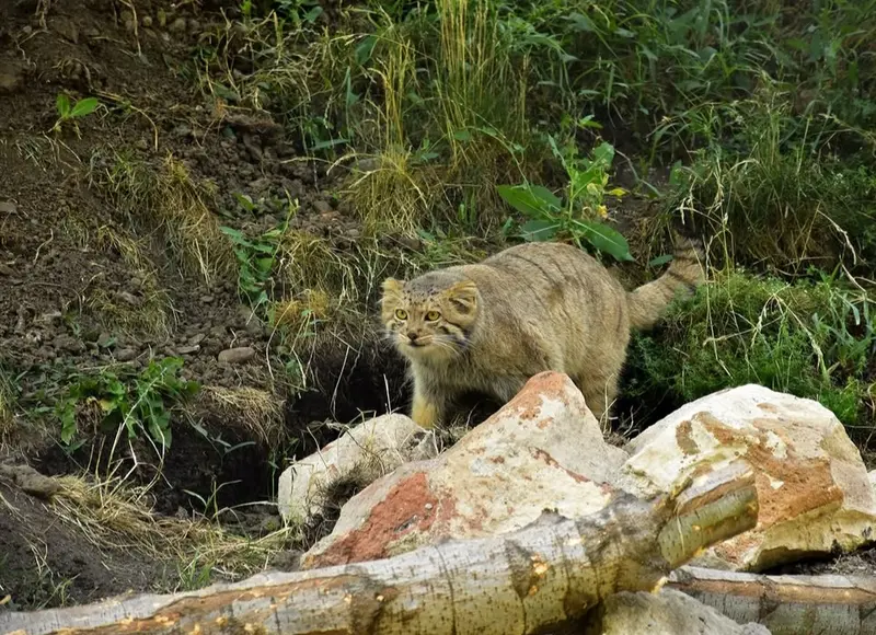 エレバン動物園のマノの写真