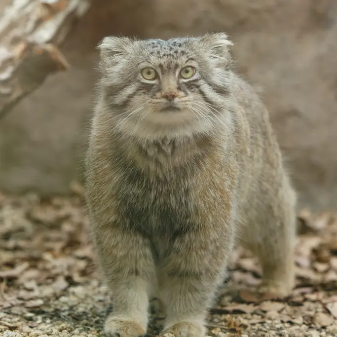 埼玉県こども動物自然公園のロータスの写真