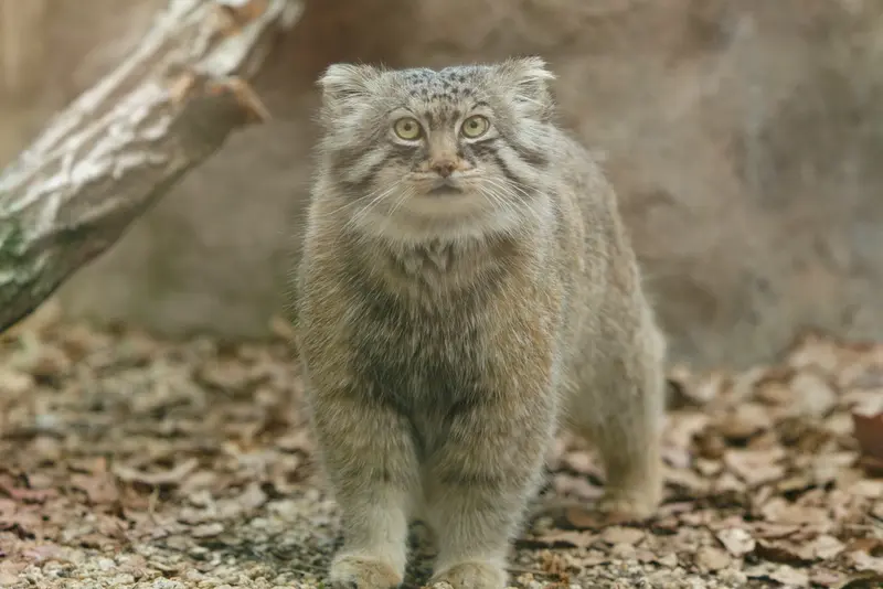 埼玉県こども動物自然公園のロータスの写真