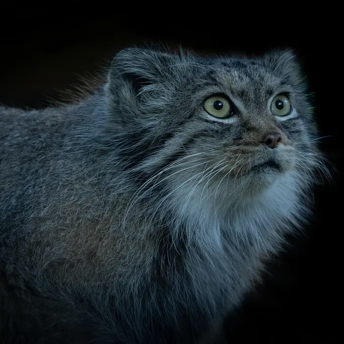 ビッグ・キャット・サンクチュアリのカラの写真