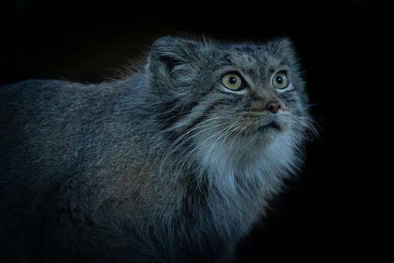 ビッグ・キャット・サンクチュアリのカラの写真