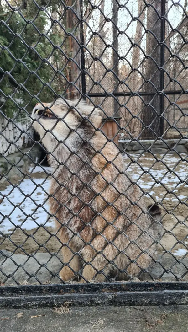 マヌルネコの写真