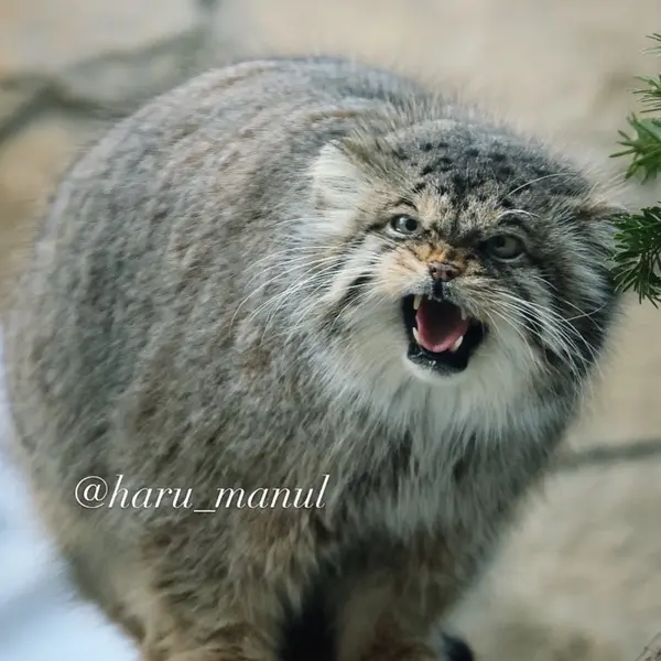 那須どうぶつ王国のポリーの写真