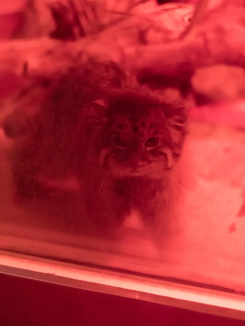 恩賜上野動物園のナイマの写真