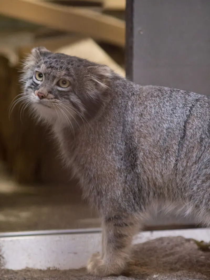 野毛山動物園のフィーガの写真