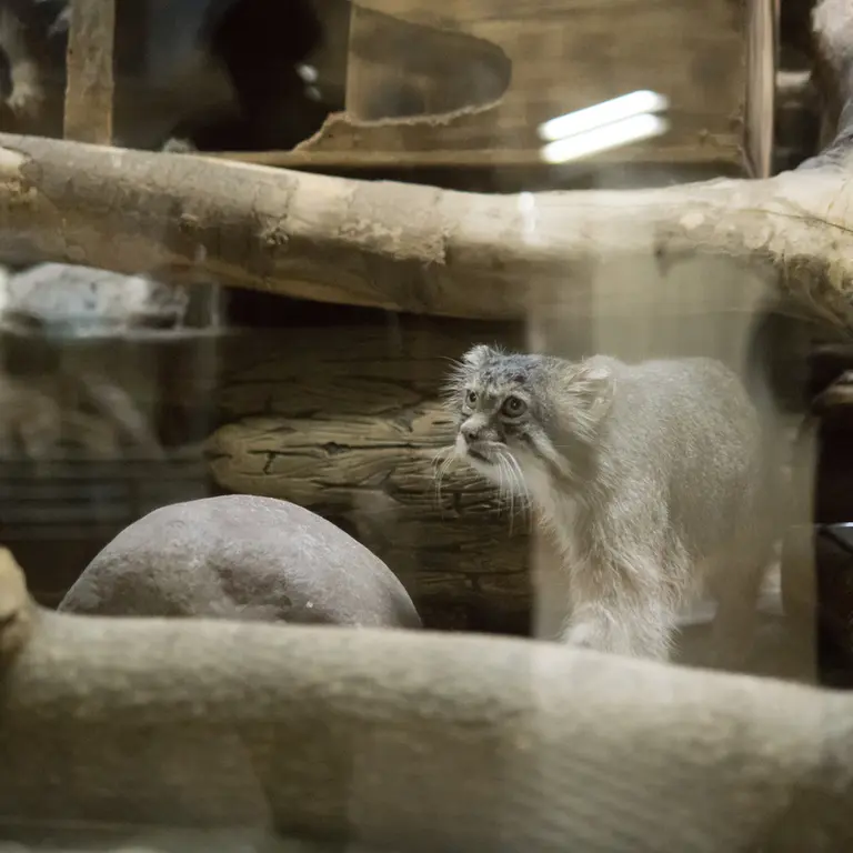 恩賜上野動物園のクリョンの写真