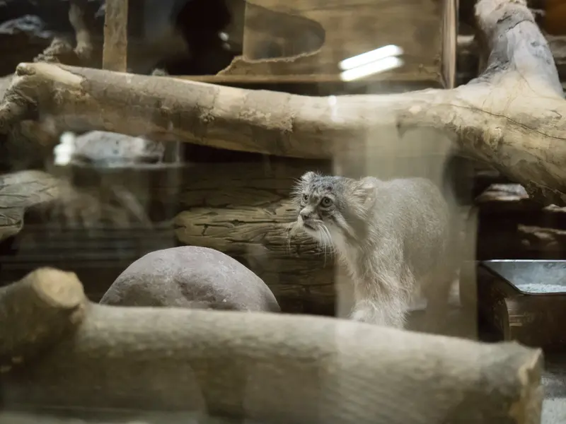 恩賜上野動物園のクリョンの写真