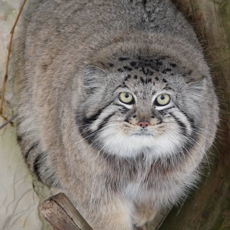 リガ動物園のハーストの写真