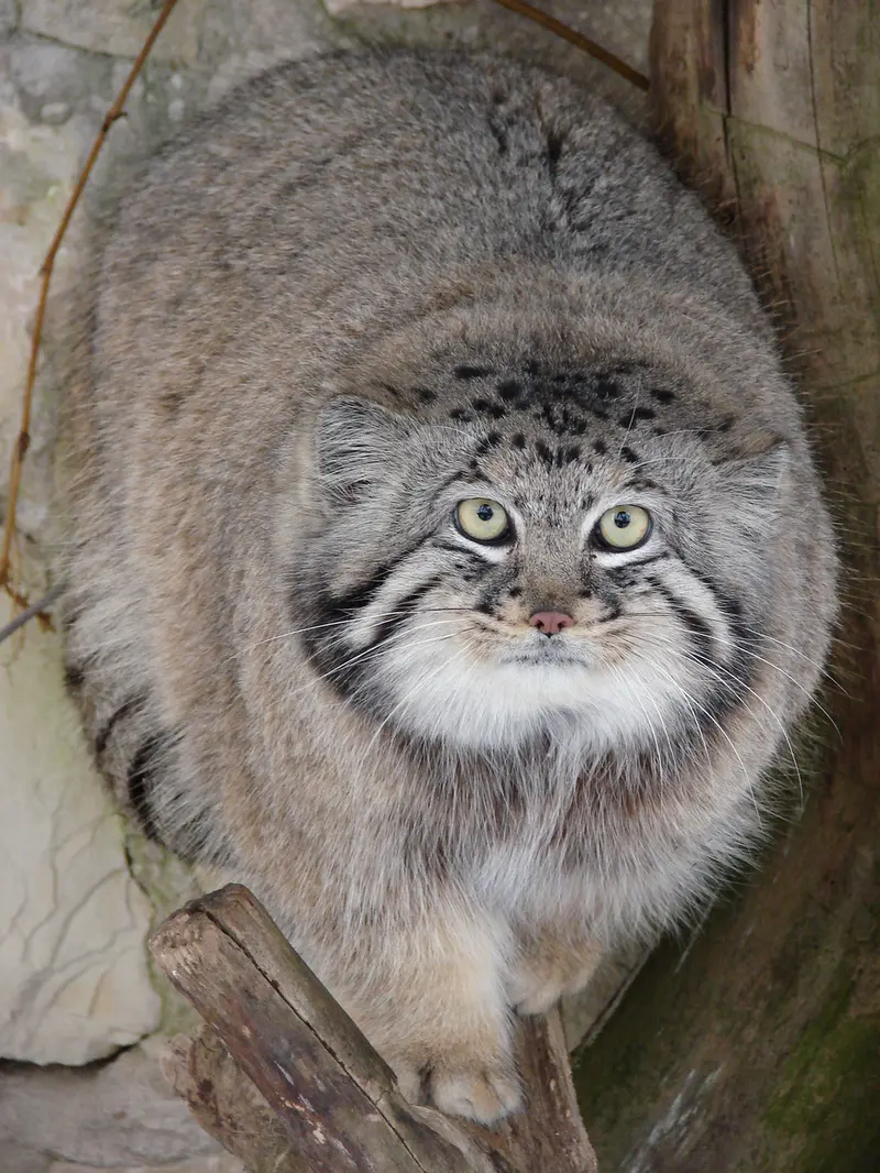 リガ動物園のハーストの写真