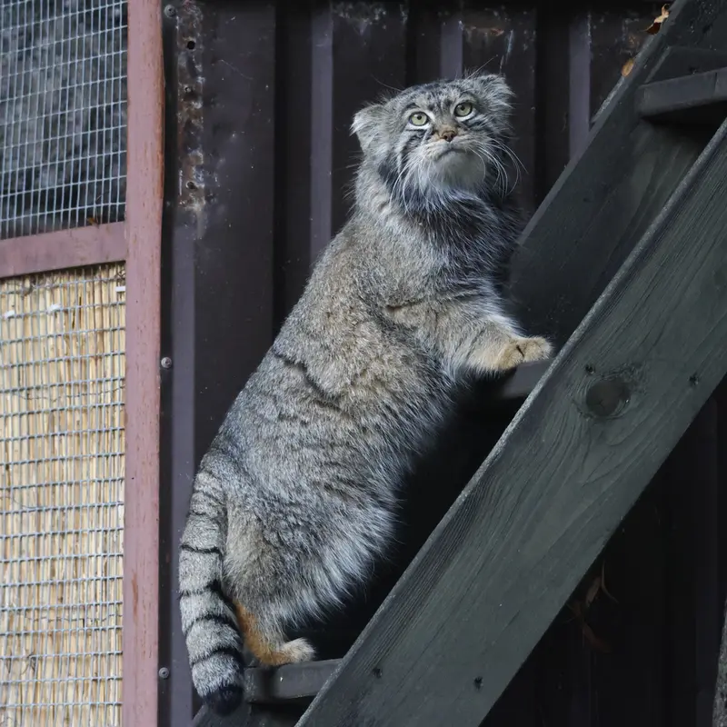 モスクワ動物園のティモフェイの写真