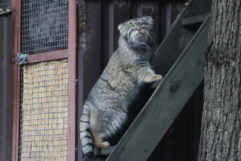 モスクワ動物園のティモフェイの写真