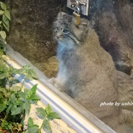 神戸どうぶつ王国のアズの写真