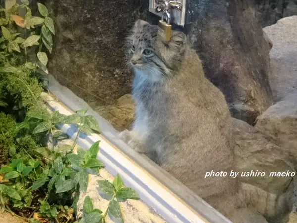 神戸どうぶつ王国のアズの写真