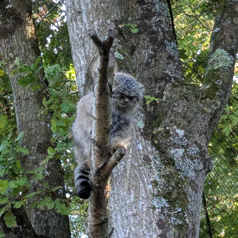 トレゴムール動物園のイウォークの写真