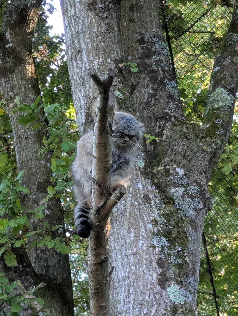 トレゴムール動物園のイウォークの写真