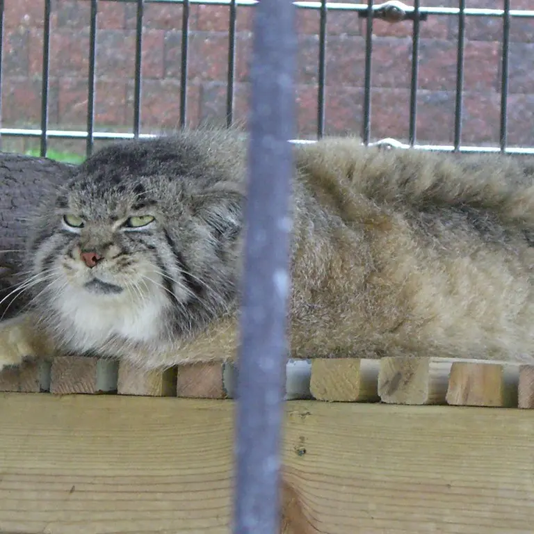 ポッター・パーク動物園のマヌルネコの写真