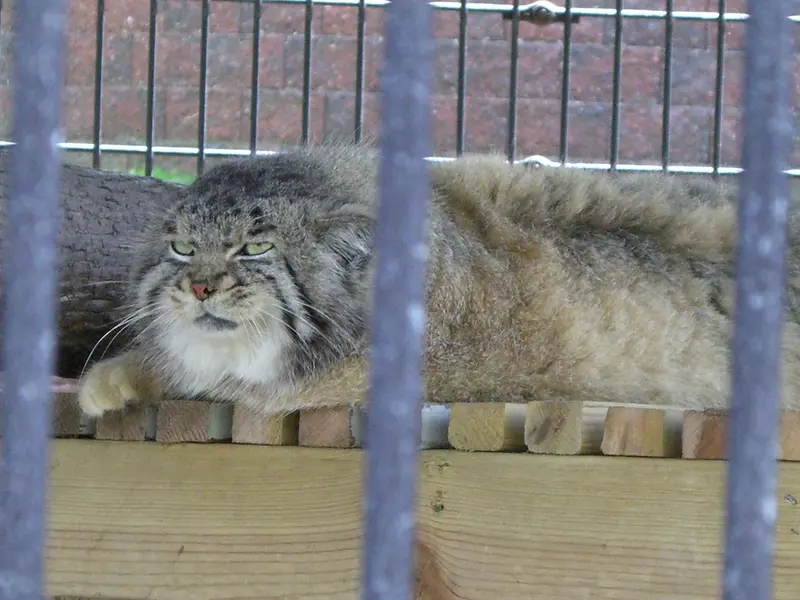 ポッター・パーク動物園のマヌルネコの写真