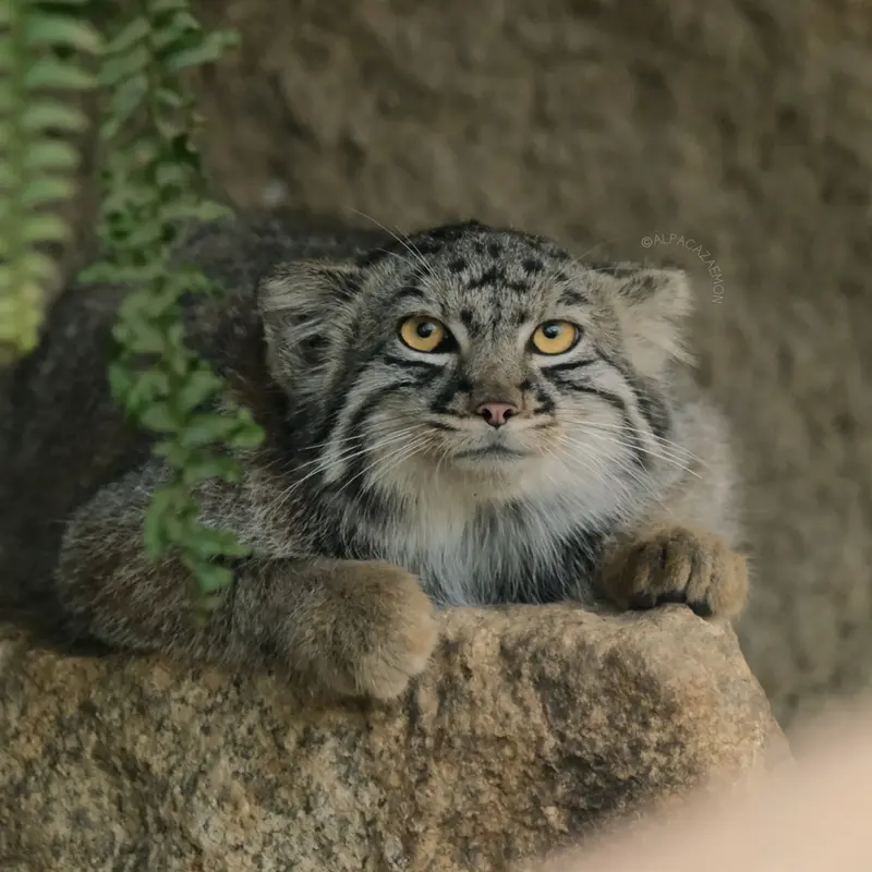 神戸どうぶつ王国のテルの写真